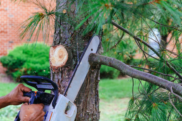 Best Emergency Tree Removal  in County Center, VA